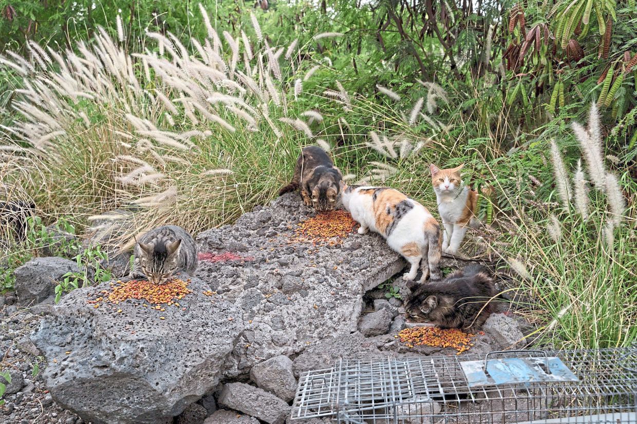 Food left out for stray cats like these can attract native animals, bringing them into closer contact with humans.