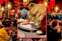 China woman films dog eating from plate at restaurant; shop vows to sue after brief closure