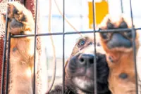 How a tragic plane crash built a volunteer army of pet rescuers in the US