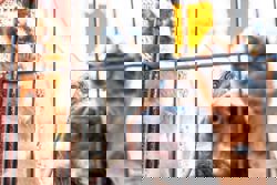 How a tragic plane crash built a volunteer army of pet rescuers in the US