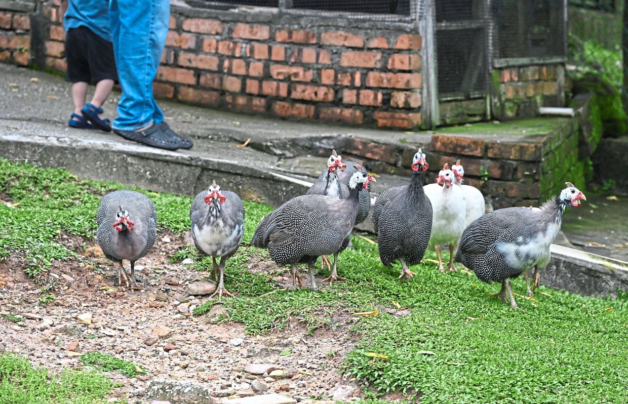 Visitors strolling around Bukit Jelutong Eco Community Park in Shah Alam, tailed by geese and ducks. — Photos: RAJA FAISAL HISHAN/The Star Guinea fowl roaming free at the park.