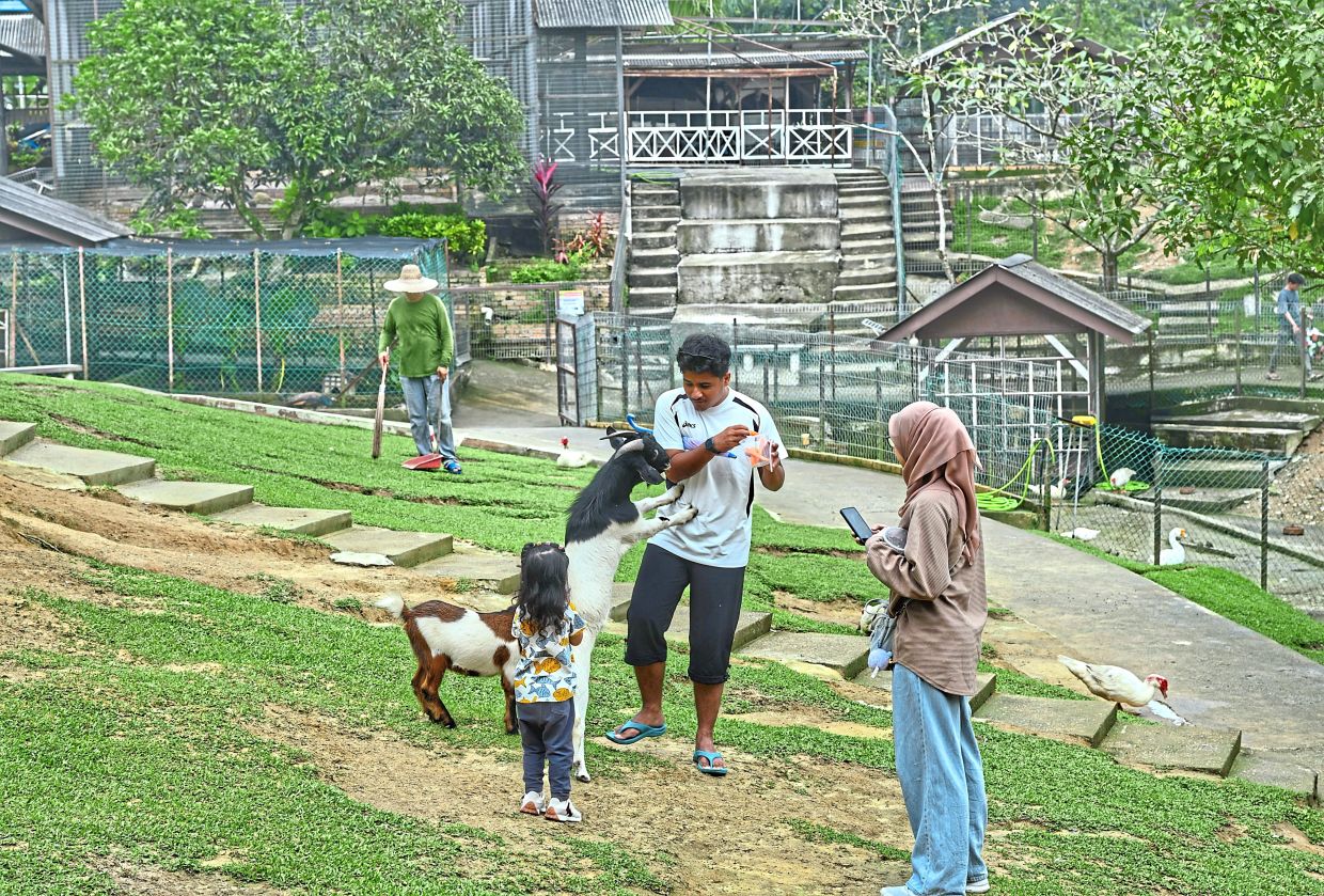 A goat looking to get a snack from a family visiting the park.