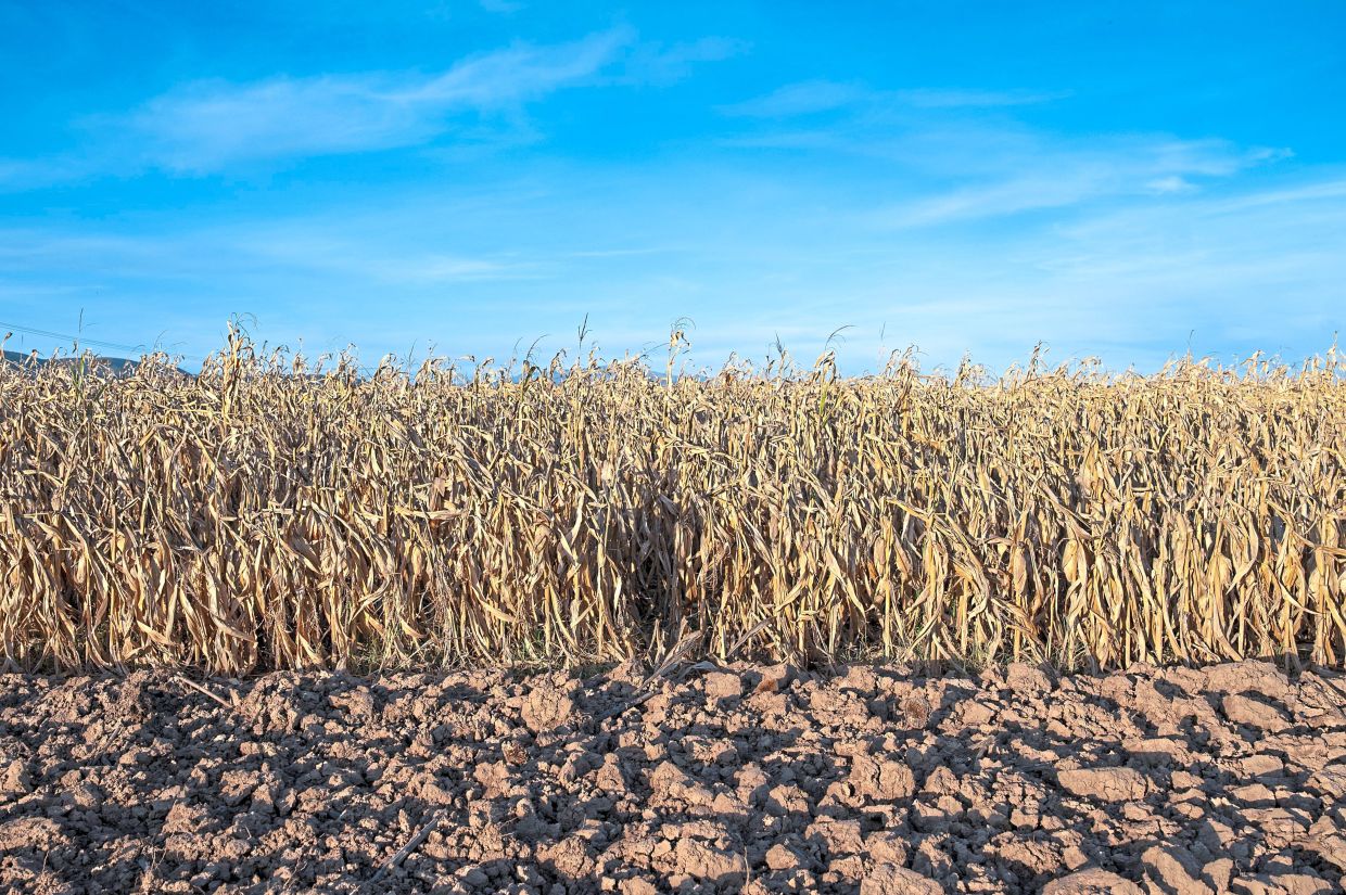 A shadow marks the spot where a local farmer says a bear passed through crops.
