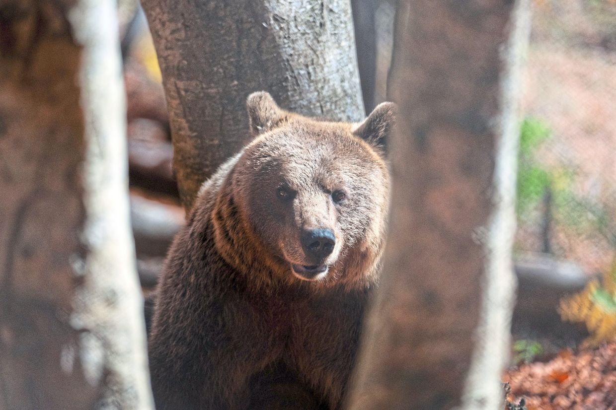 Bears in the backyard: Greek villages have a growing predator problem