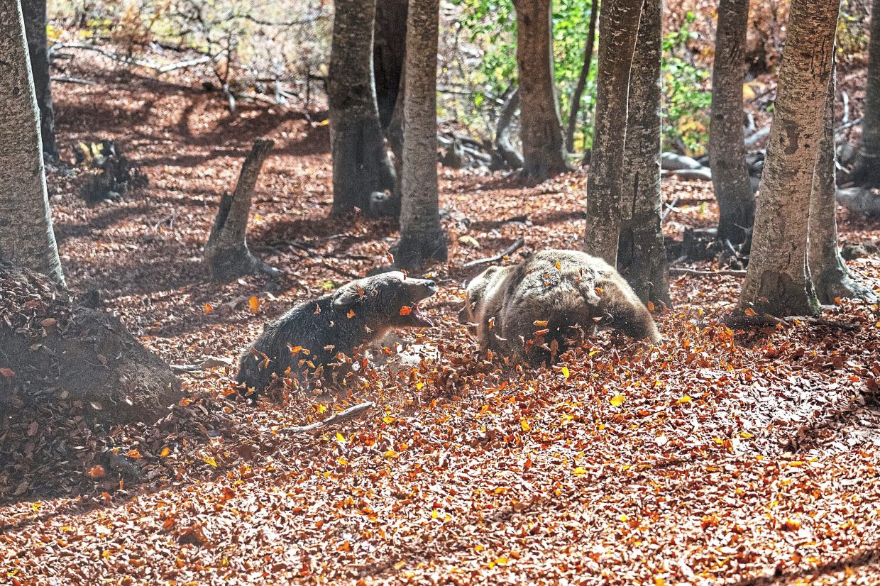 Two brown bears playfully wrestle inside the Arcturos sanctuary.