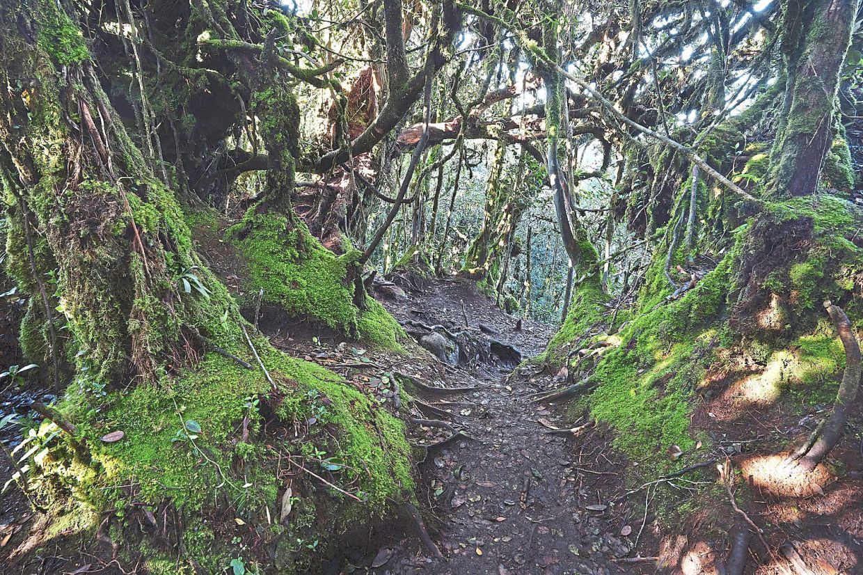 Cameron Highlands’ Mossy Forest is tucked in the heart of Gunung Brinchang. — NAZRI SULAIMAN/Wikimedia Commons