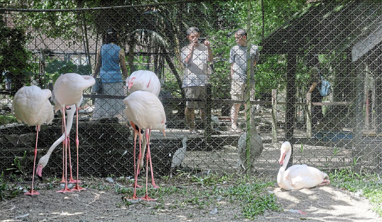 The Penang Bird Park in Butterworth is loved by locals. — ZHAFARAN NASIB/The Star