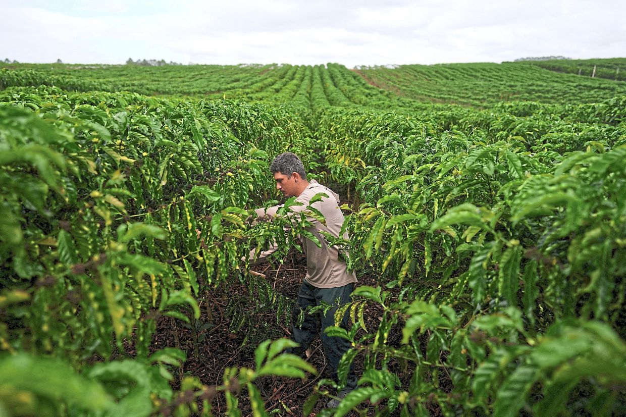An employee works at a coffee bean plantation in Sao Gabriel da Palha, Espirito Santo state, Brazil. The price arabica beans has surged over the last year.