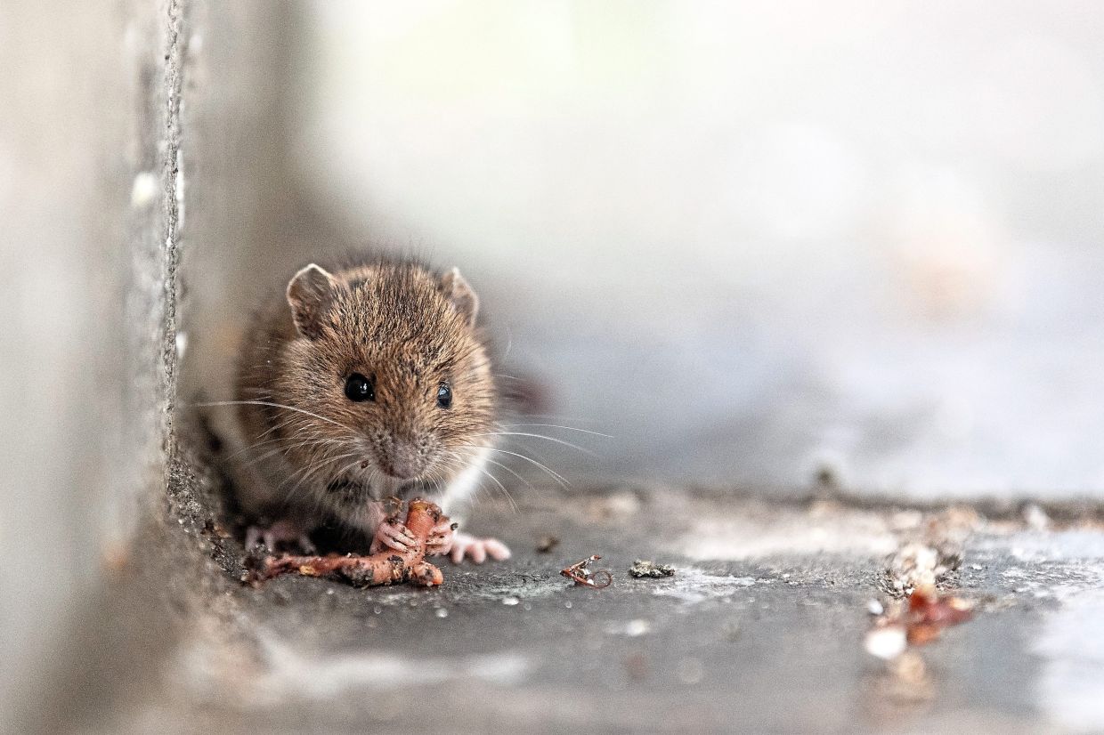 The world leader in monogamy is the humble mouse, one genus of which has an astonishing 100% rate of monogamy, research shows. — SINA SCHULDT/dpa