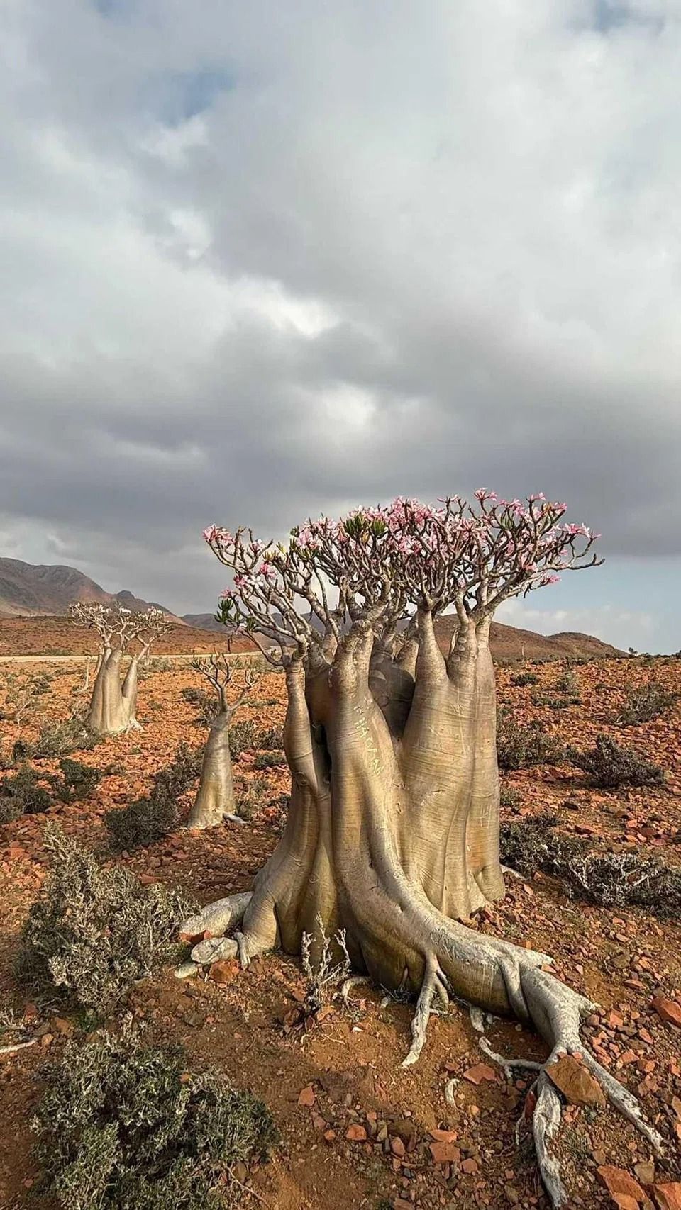 The Yemeni island of Socotra is known for its natural rock formations and beautiful trees. - COURTESY OF CHEN