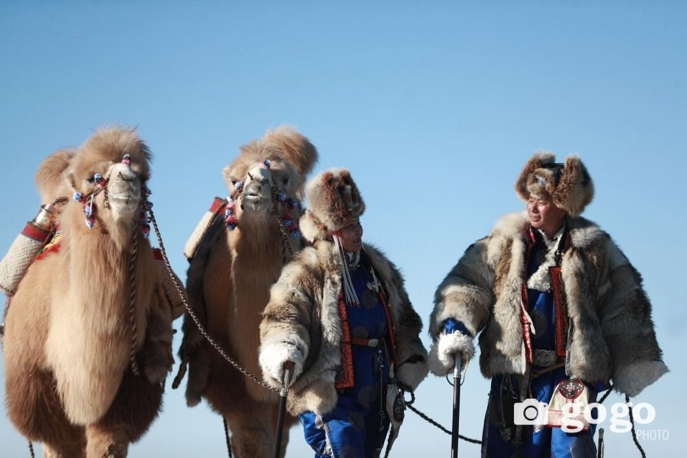 'The sun is closer on the camel’s back' festival to showcase Gobi heritage ...