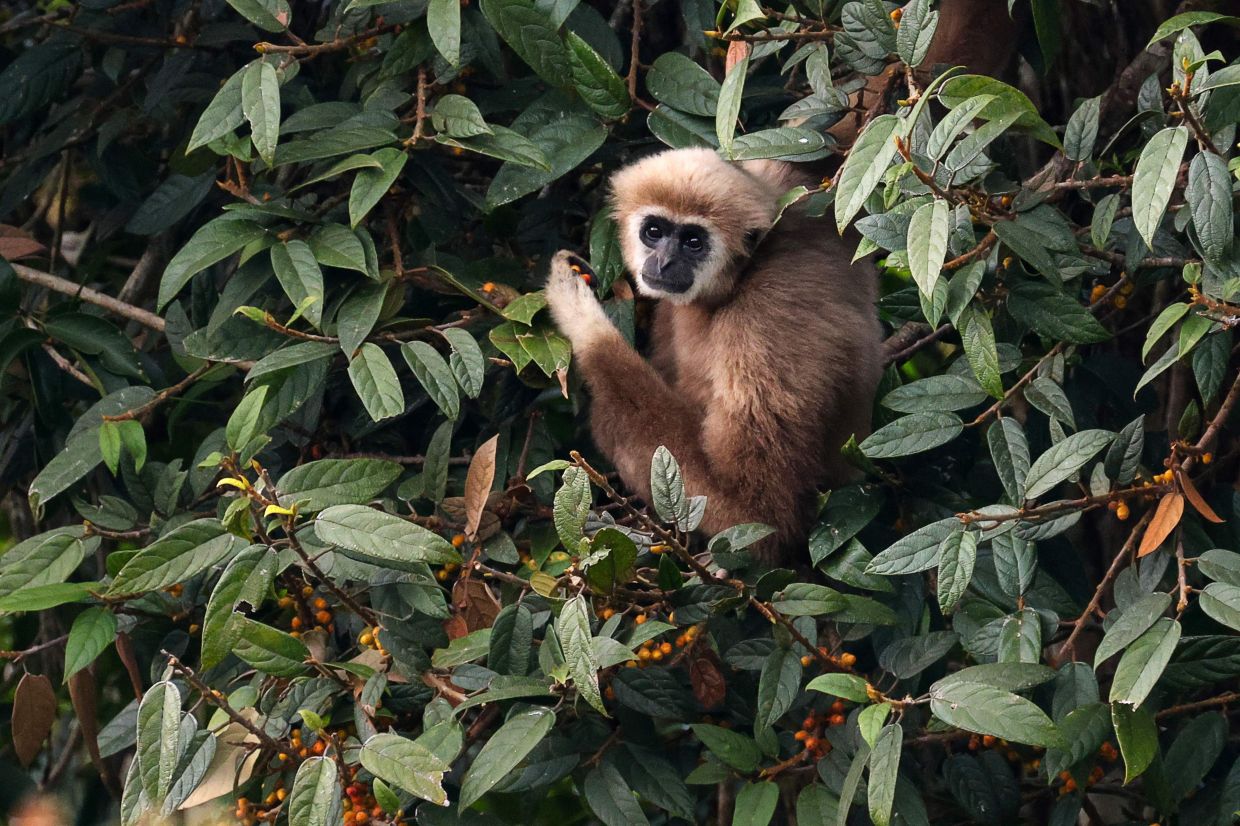 A white-handed gibbon feeds in a tree in Thailand's Kaeng Krachan National Park. -- Photo by Sebastien BERGER / AFP