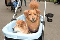 Trading cries for barks: Are people choosing to have pets and not children?