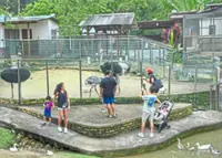 Nature retreat in Bukit Jelutong