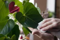 Your indoor plants probably need a wash - yes, a wash