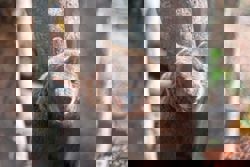 Bears in the backyard: Greek villages have a growing predator problem