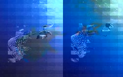 From road trips to adventures: Many ways to explore Malaysia this year