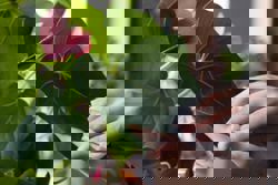 Your indoor plants probably need a wash - yes, a wash