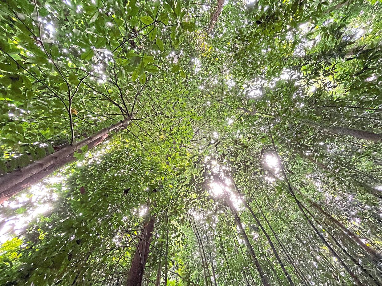 thestar.com.my - Environs Ministry committed to reinforcing economic competitiveness, environmental conservation