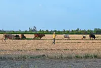 Harsh tests forecast for Vietnam’s livestock industry this year