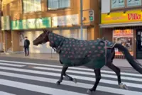 Just horsing around: Japan university campus horse escapes, returns after 20 minutes around city