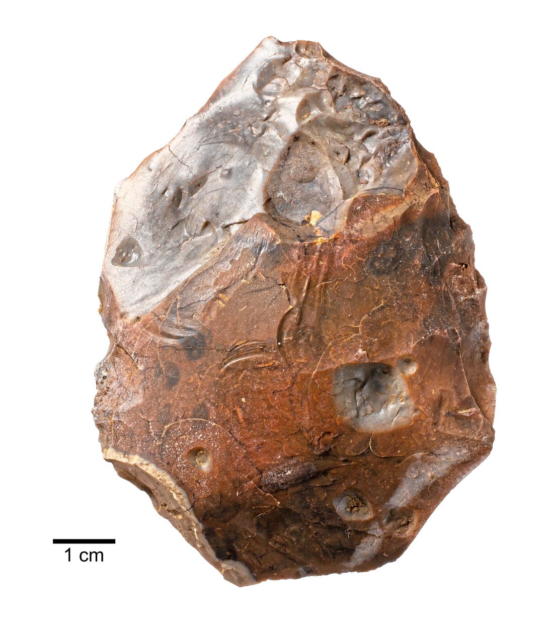 A heat-shattered handaxe found adjacent to the 400,000-year-old campfire site; (below) a first fragment of iron pyrite found there in 2017. — Jordan Mansfield/Pathways to AncientBritain Project via The New York Times