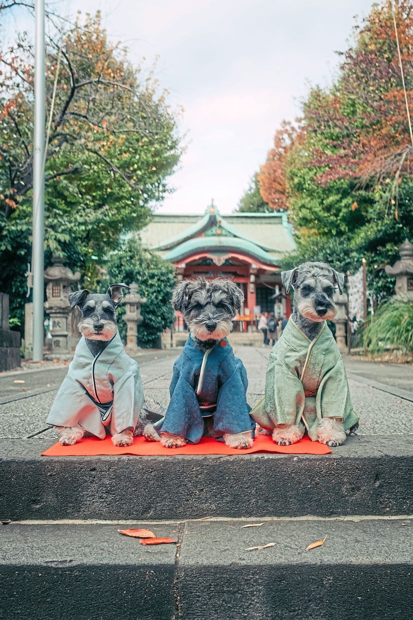 Kai, Kotra and Shuna, five-year-old miniature schnauzers, sitting for a photograph after receiving a blessing for pets at the Ichigaya Kamegaoka shrine in Tokyo. A traditional Japanese festival is being adapted for poodles and Pomeranians, amid a booming pet industry and a dearth of children. — Kentaro Takahashi/The New York Times