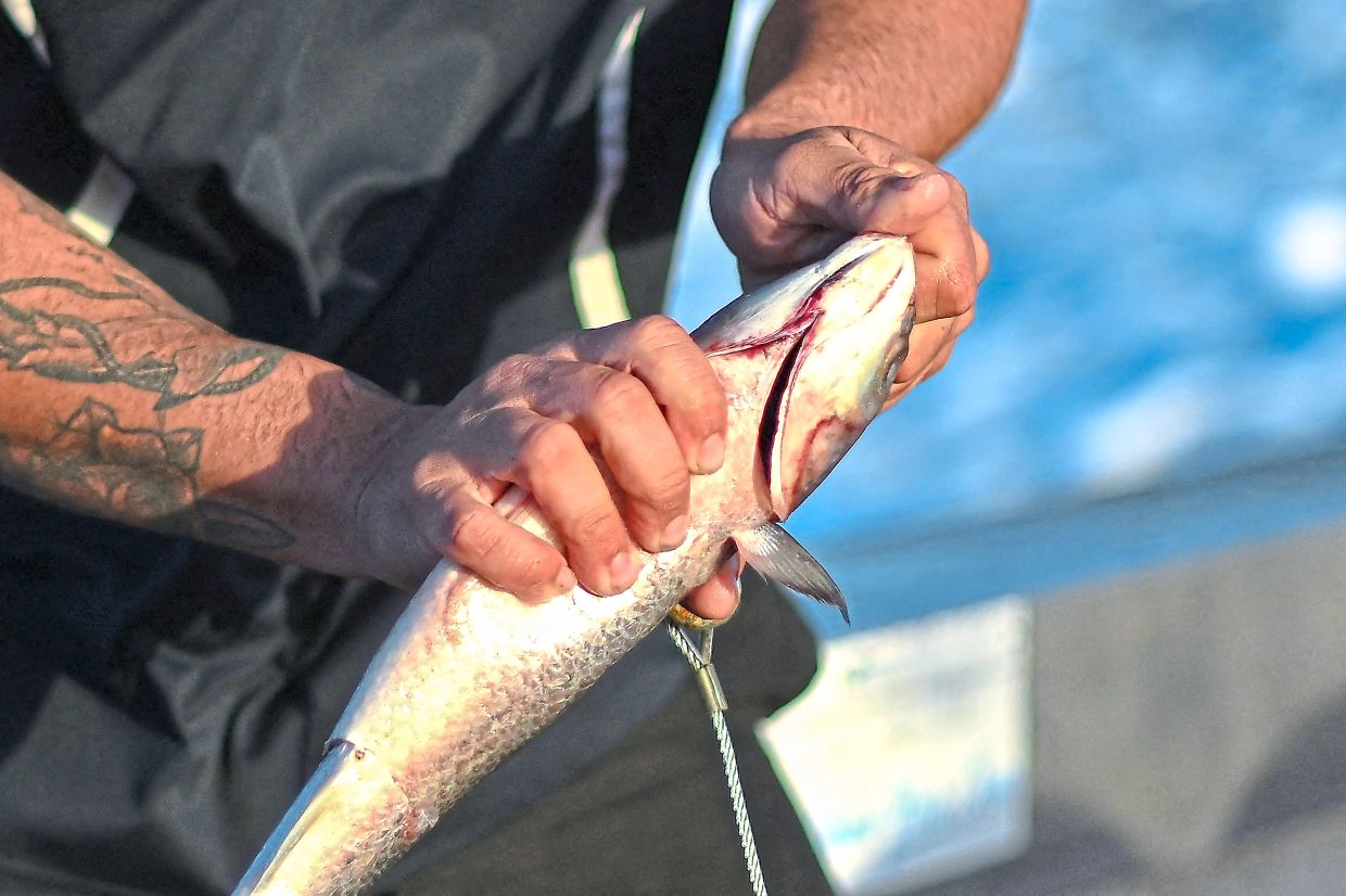 Charlie Kerr, a member of the shark monitoring programme, preparing smart drumlines equipped with baited hooks. — Photos: AFPA smart drumline floating along the coastline near Coffs Harbour, New South Wales.