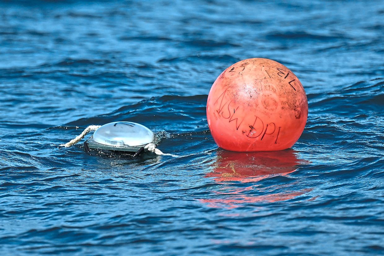 A smart drumline floating along the coastline near Coffs Harbour, New South Wales.