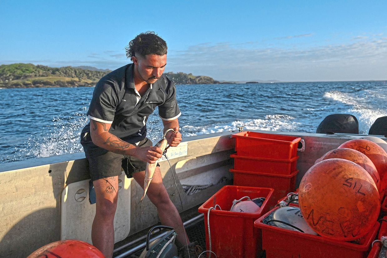 Kerr preparing smart drumlines equipped with baited hooks to be deployed at coastal spots in waters up to 15m deep.