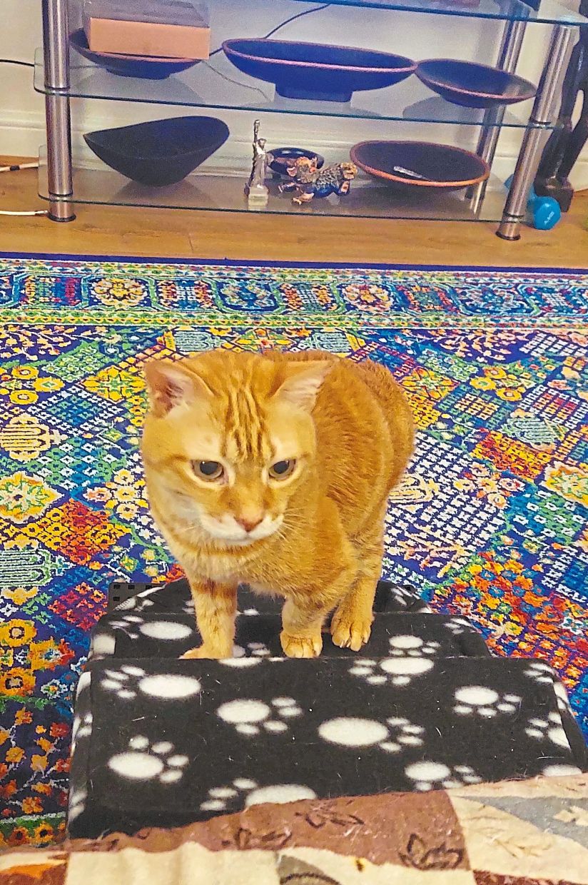 Target is now enthusiastic about his pet step,