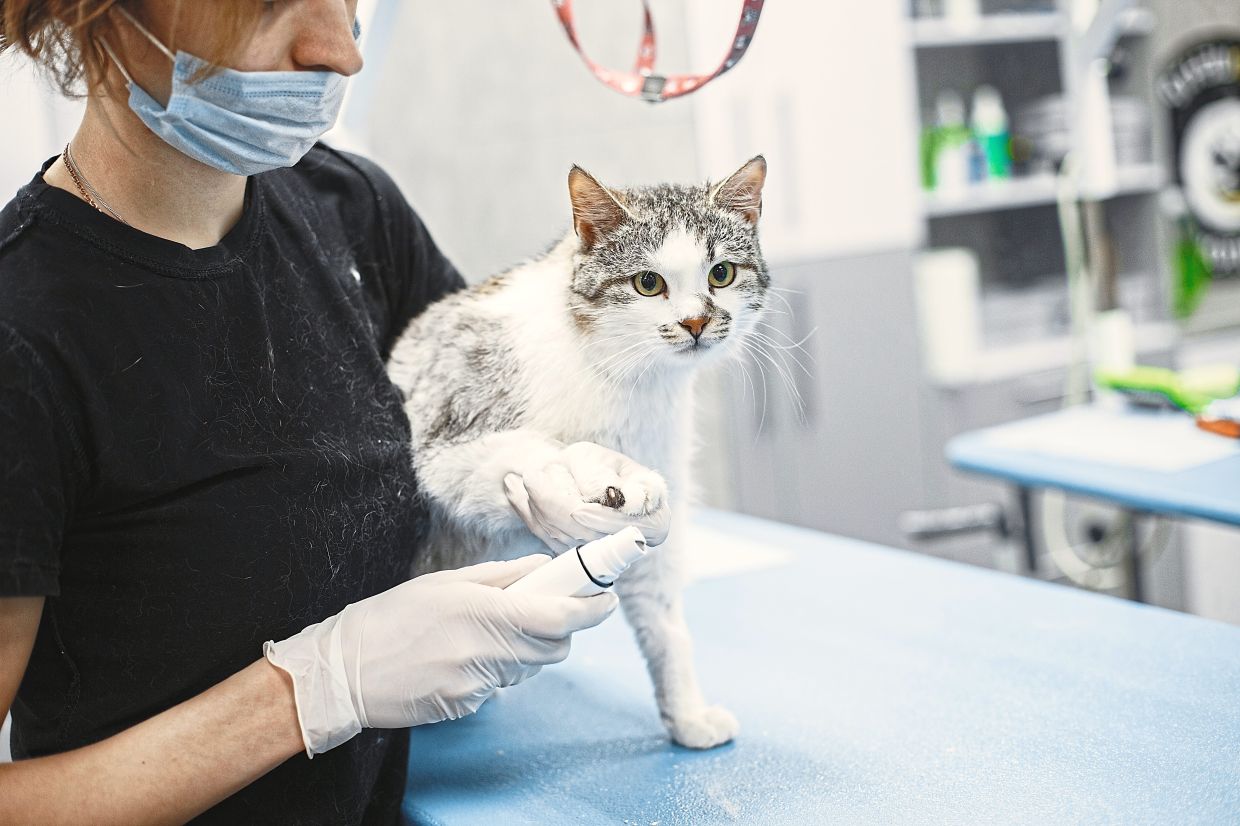 How to care for senior cats