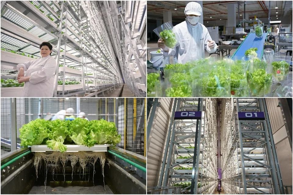 World’s tallest indoor vertical farm, costing S$80mil, opens in Singapore