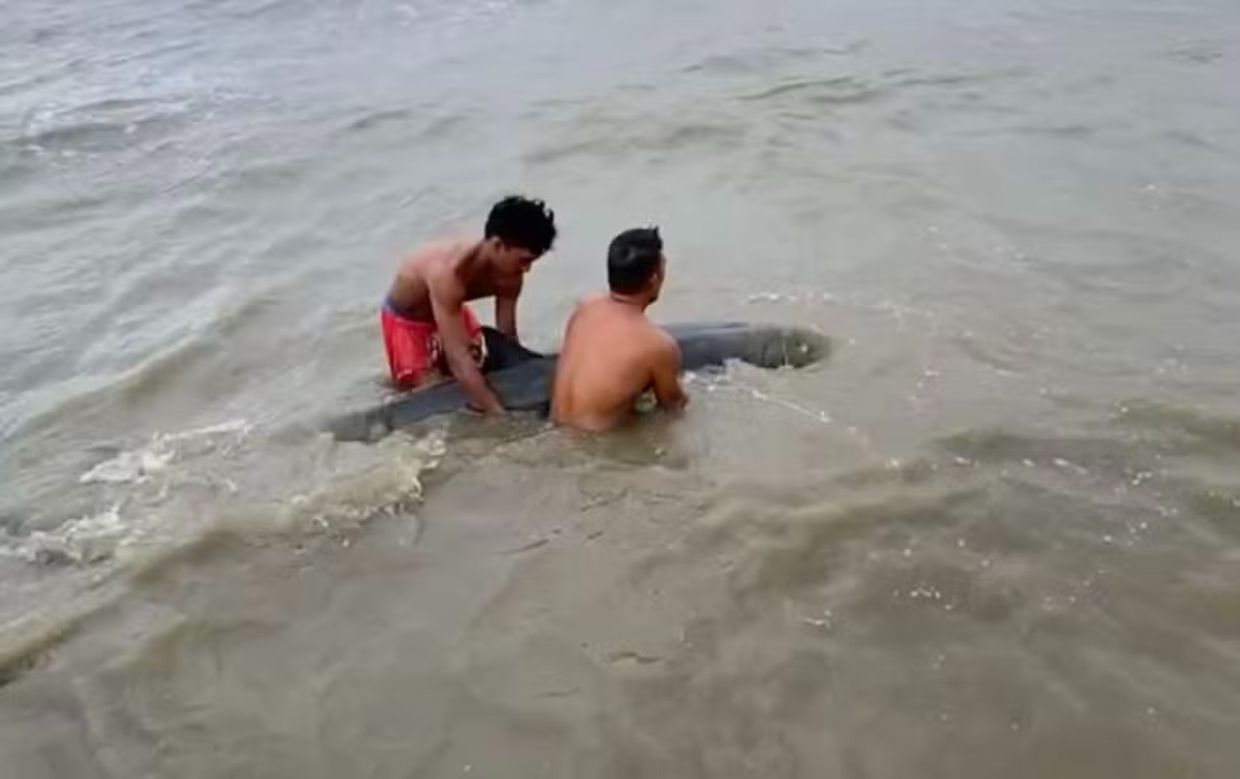 Stranded dolphin rescued by Filipino fishermen