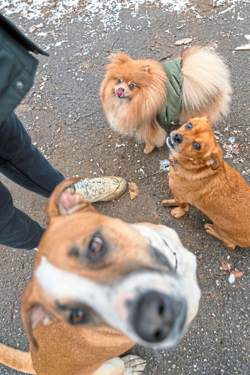New studies of canine genetics shed light on the diversity of dogs and our longstanding, still-evolving relationship to them. — CALLA KESSLER/The New York Times
