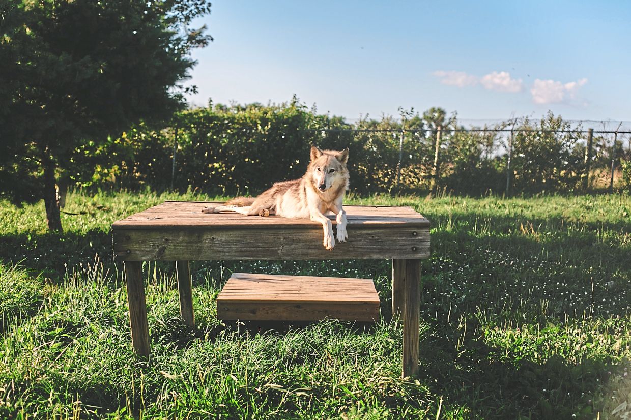 Understanding dogs' genetics: Is there a little wolf in your chihuahua?