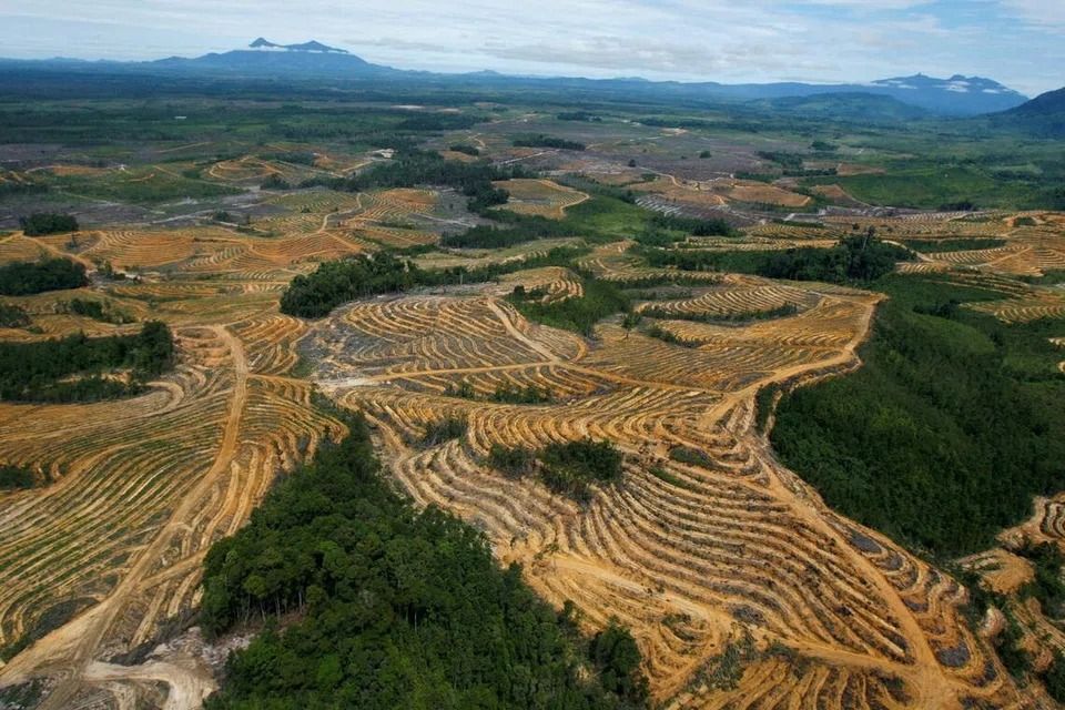 Indonesia may seize another 5 million hectares of palm oil plantations in 2026