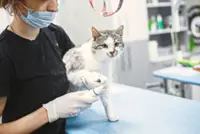 How to care for senior cats