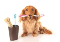 Doggy dental care: How to keep your canine's mouth healthy
