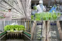 World’s tallest indoor vertical farm, costing S$80mil, opens in Singapore