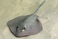 Stingray incident at Penang beach an isolated case, says Fisheries Dept