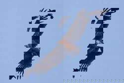 Singapore birdwatchers abuzz over Himalayan vultures spotted in Clementi