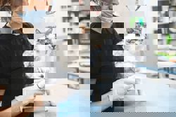 How to care for senior cats