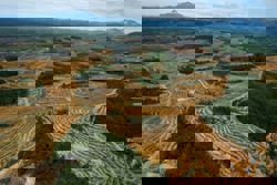 Indonesia may seize another 5 million hectares of palm oil plantations in 2026