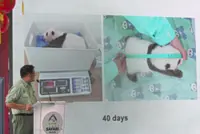 Panda cub thrives 40 days after birth