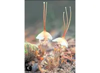 New species of fairy lantern discovered in Selangor