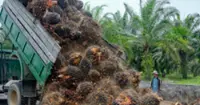 Indonesia mulls palm oil export levy hike to support biodiesel mandate
