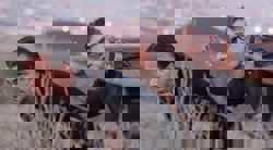 'Wicked', 'One Battle After Another': The rise of resistance cinema in the era of Trump