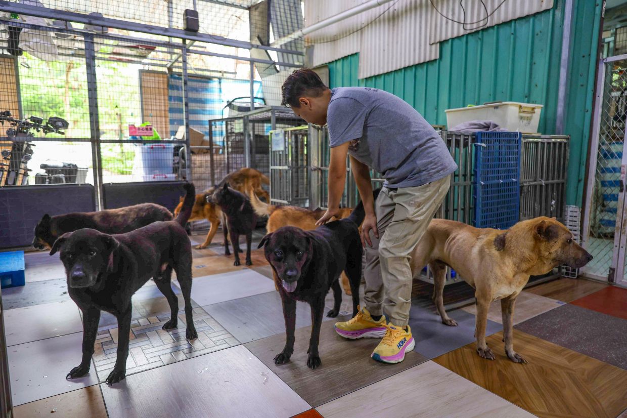 Hong Kong shelter saves 351 animals in 6 months as trapping, smuggling cases surge