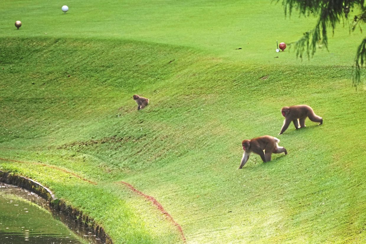 Wild monkeys take on Japan’s Northern Alps